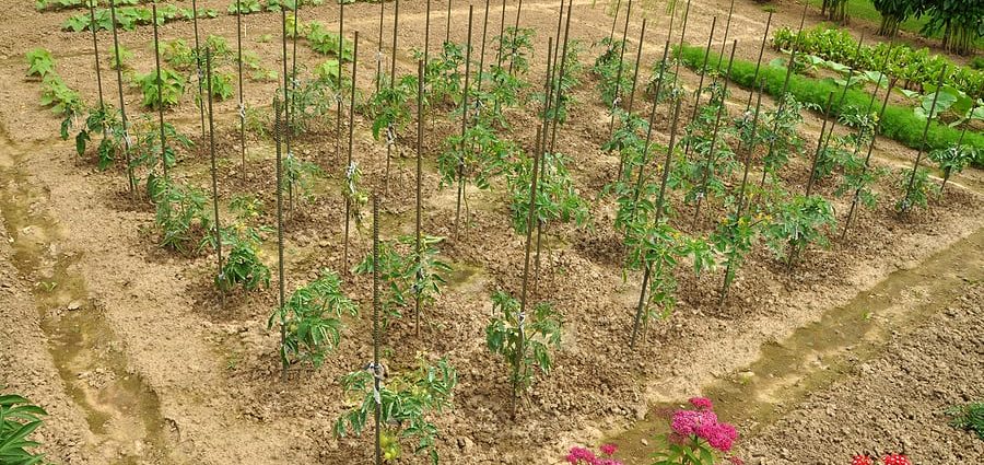 How to feed crops in the garden in June?