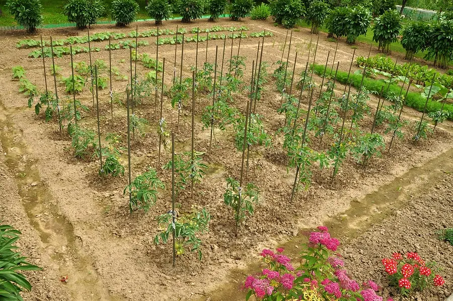 How to feed crops in the garden in June?