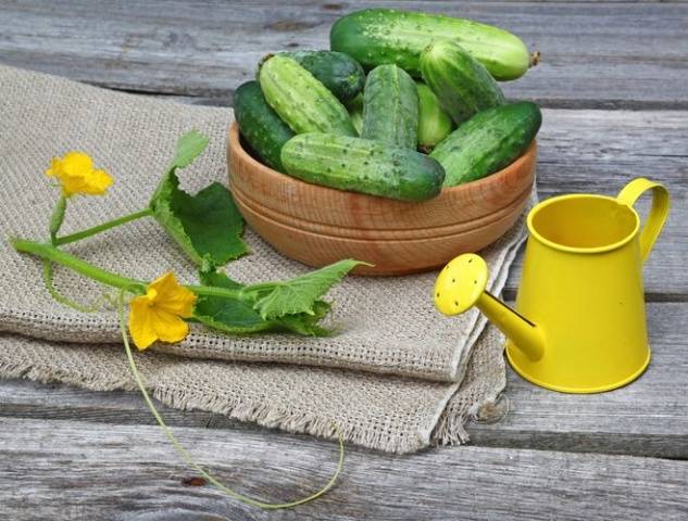 How to feed cucumbers with boric acid