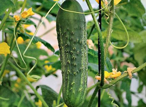 How to feed cucumbers with boric acid