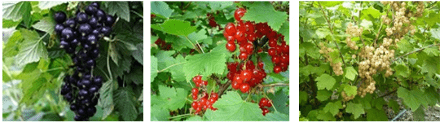 How to feed currants in spring