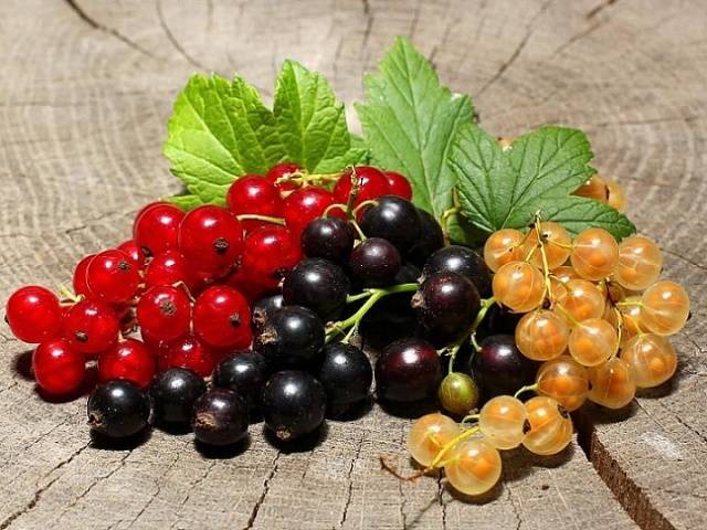 How to feed currants in spring