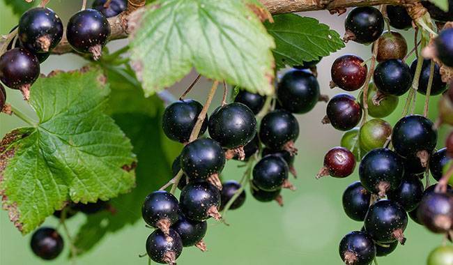 How to feed currants in spring