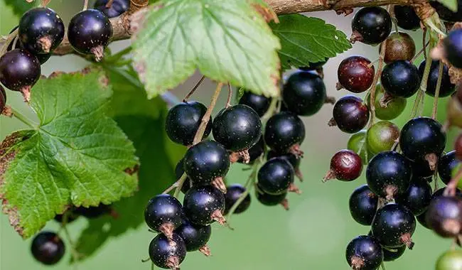 How to feed currants in spring