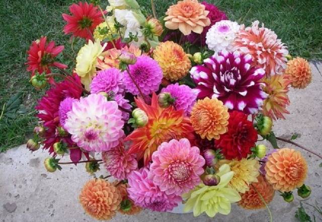 How to feed dahlias