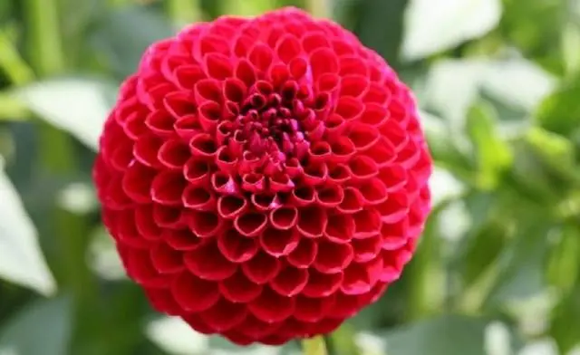 How to feed dahlias