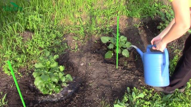 How to feed dahlias