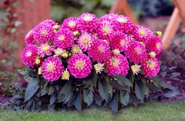 How to feed dahlias