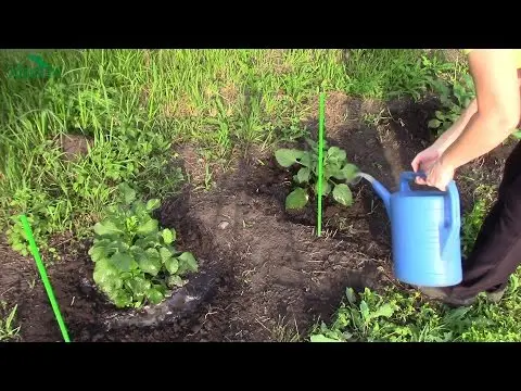 How to feed dahlias