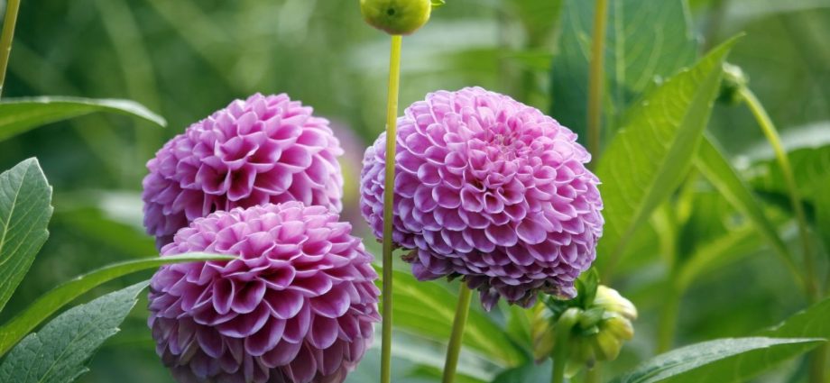 How to feed dahlias