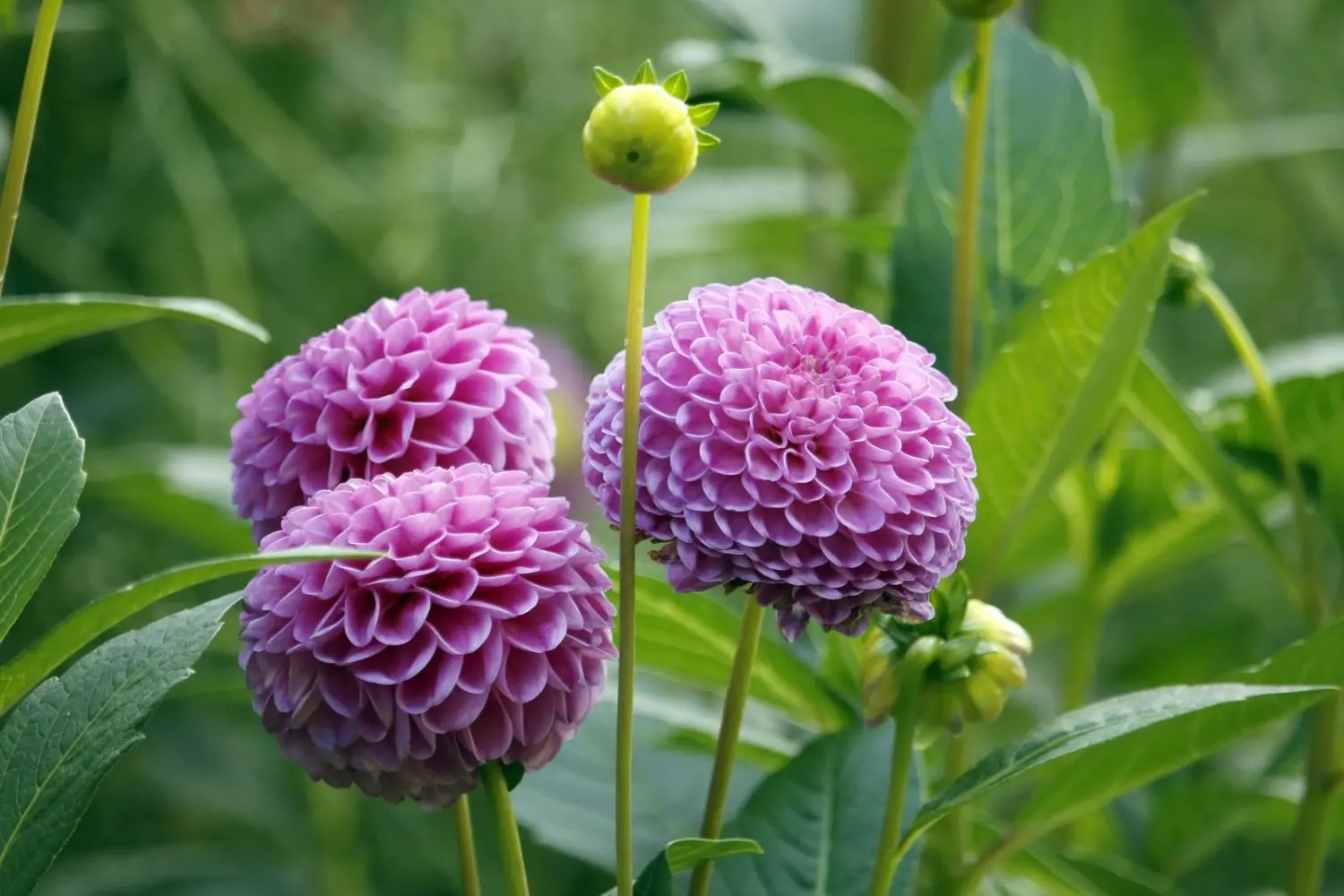 How to feed dahlias