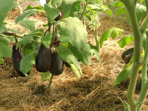 How to feed eggplant seedlings 