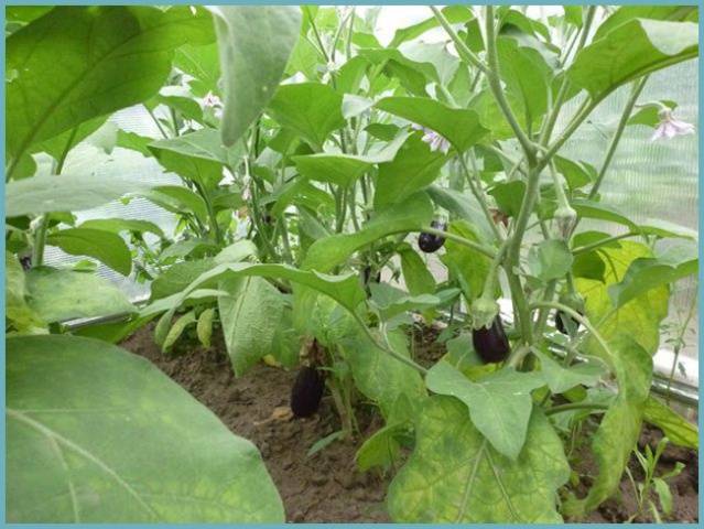 How to feed eggplant seedlings 