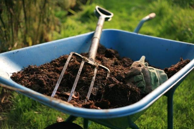 How to feed eggplant seedlings 