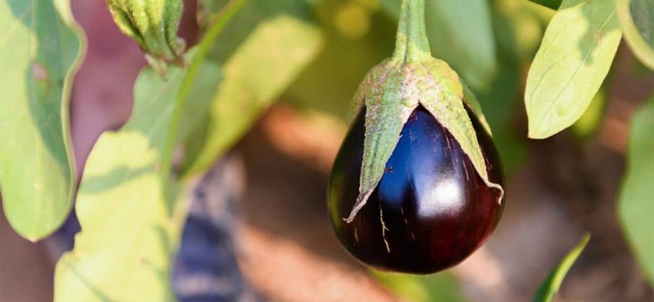 How to feed eggplant seedlings 