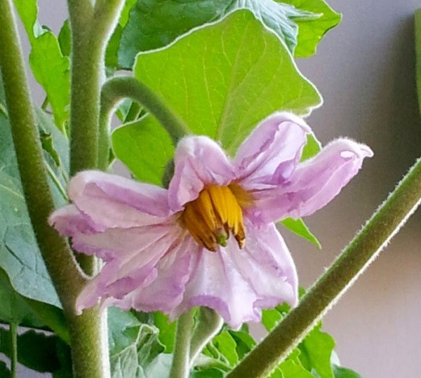 How to feed eggplant, when and how correctly