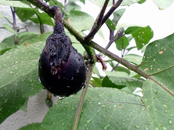 How to feed eggplant, when and how correctly