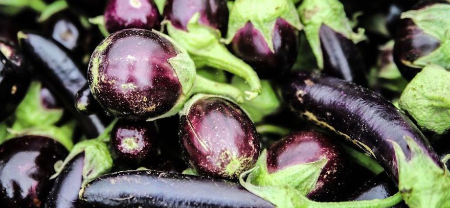 How to feed eggplant, when and how correctly