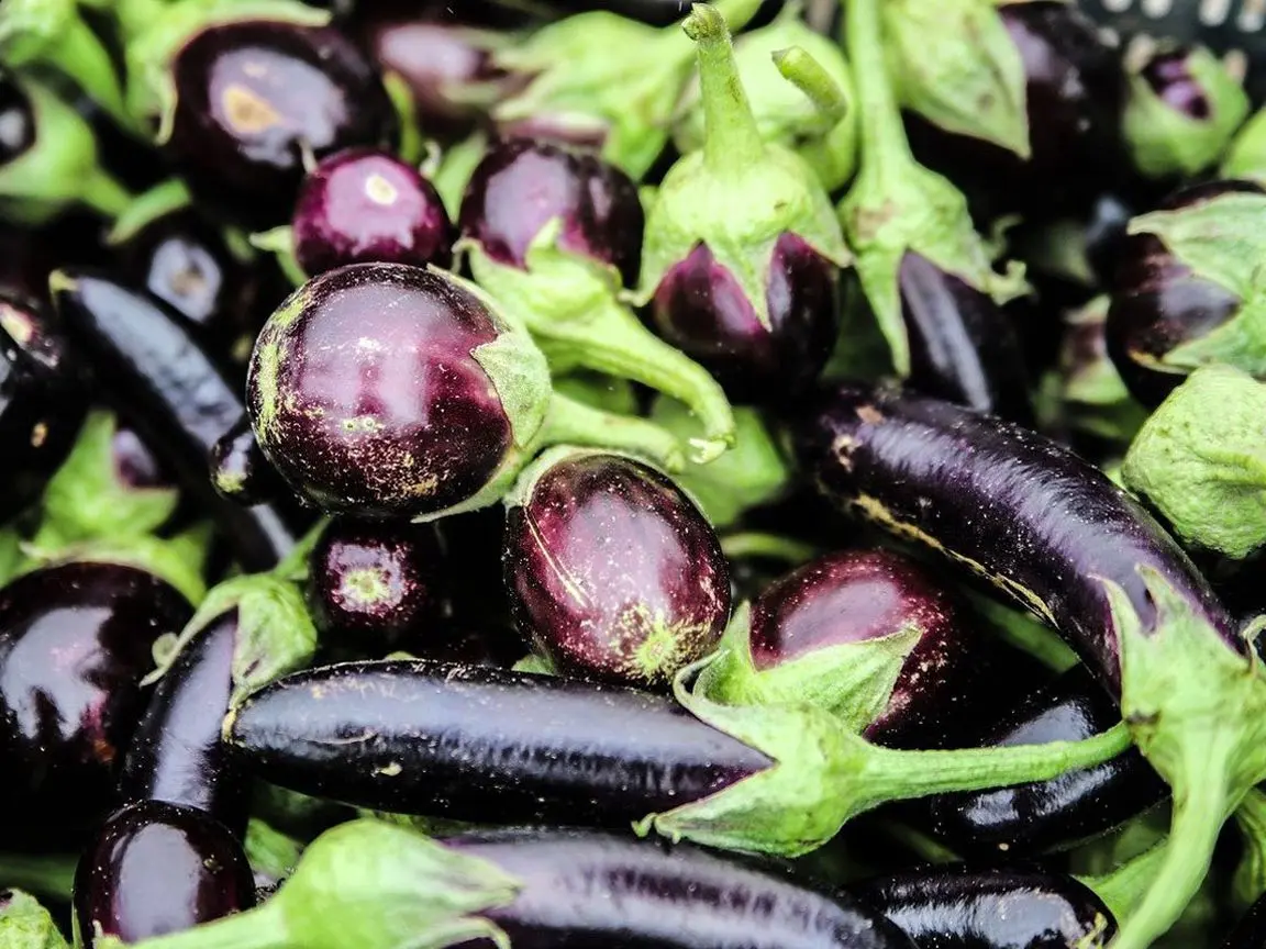 How to feed eggplant, when and how correctly