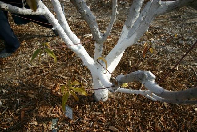 How to feed fruit trees and shrubs in spring