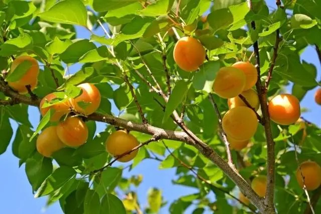 How to feed fruit trees and shrubs in spring