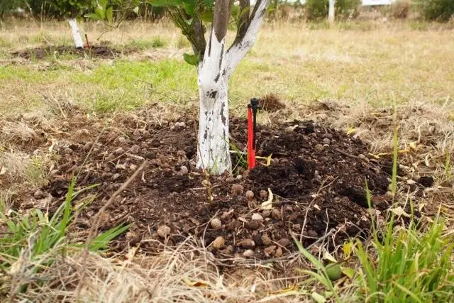 How to feed fruit trees and shrubs in spring