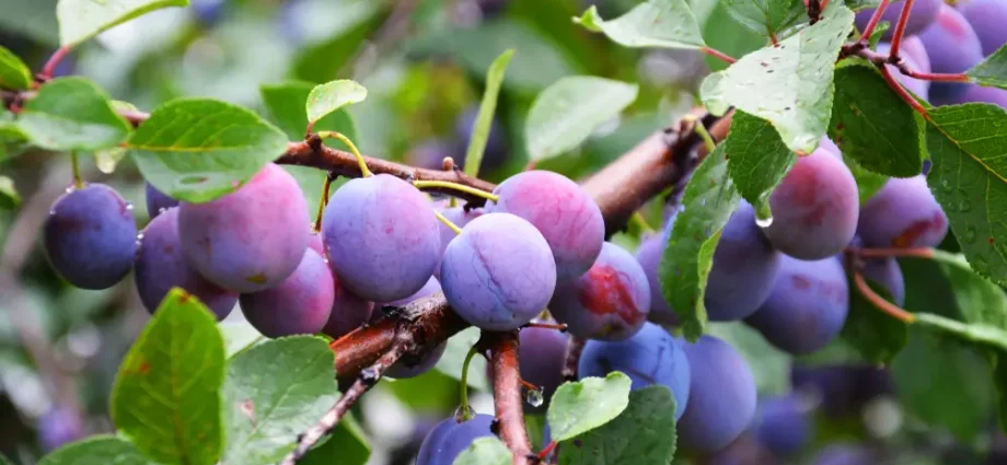 How to feed fruit trees and shrubs in spring