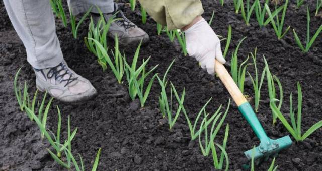 How to feed garlic with ammonia