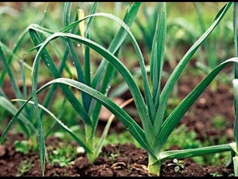 How to feed garlic with ammonia