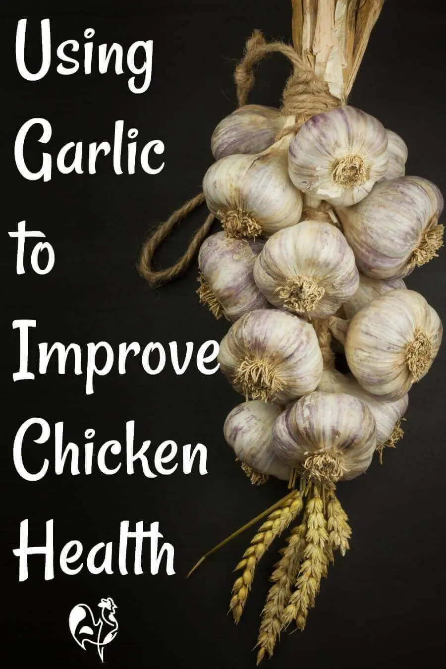 How to feed garlic with ammonia