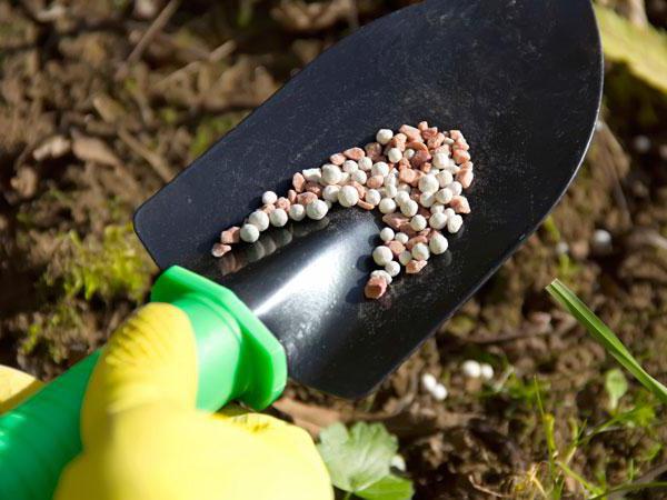 How to feed gooseberries after harvesting, in spring, summer, autumn, the scheme and timing of fertilizing with mineral fertilizers, folk remedies