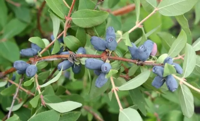 How to feed honeysuckle in the fall for a good harvest