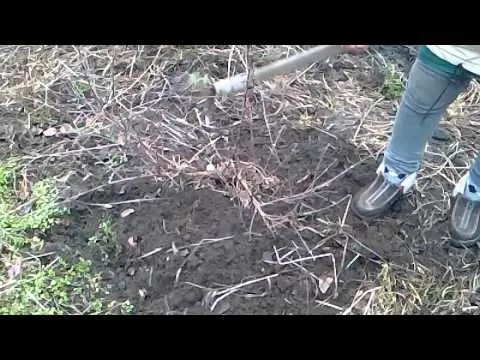 How to feed honeysuckle in the fall for a good harvest