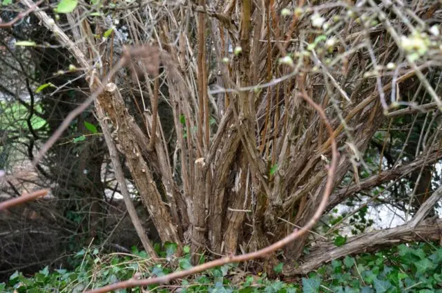 How to feed honeysuckle in the fall for a good harvest