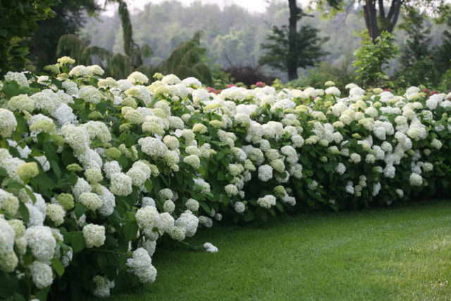 How to feed hydrangea in spring and how to do it