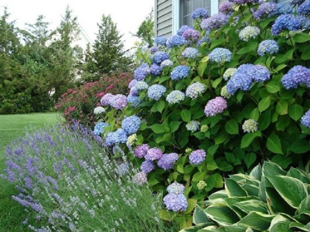 How to feed hydrangea with citric acid: proportions