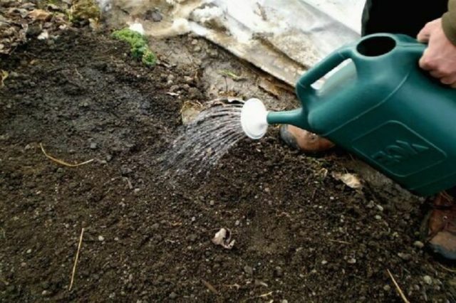 How to feed hydrangea with citric acid: proportions