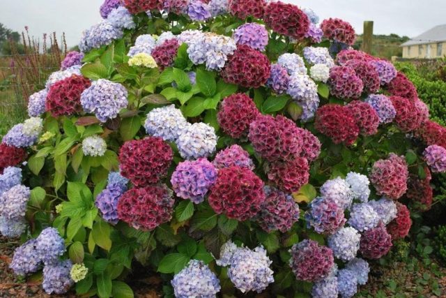 How to feed hydrangea with citric acid: proportions