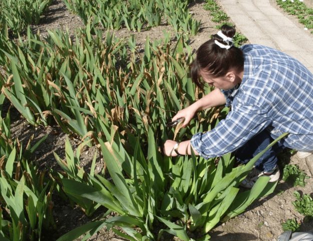 How to feed irises in spring, summer, autumn