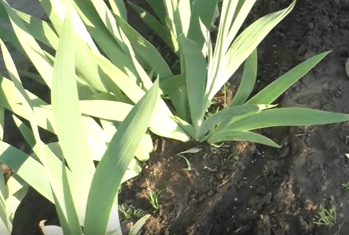 How to feed irises in spring, summer, autumn