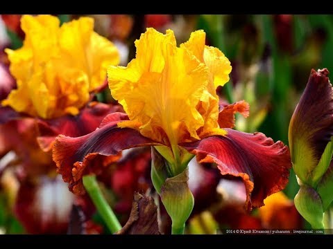 How to feed irises in spring, summer, autumn