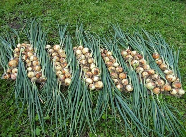 How to feed onions with ammonia 