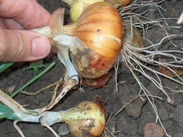 How to feed onions with ammonia 