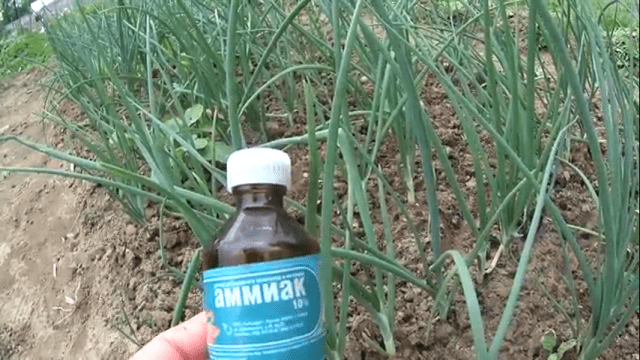 How to feed onions with ammonia 