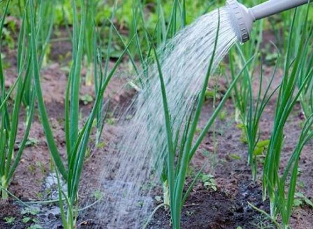 How to feed onions with ammonia 