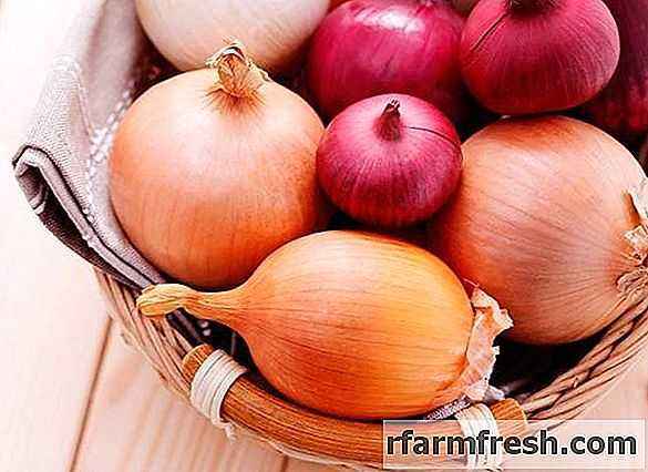 How to feed onions with ammonia 