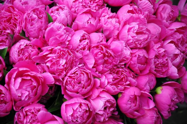 How to feed peonies in the fall, before winter