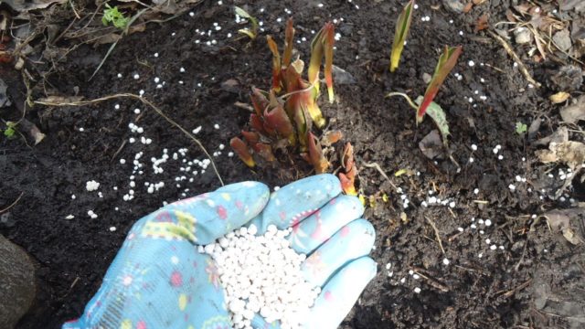 How to feed peonies in the fall, before winter