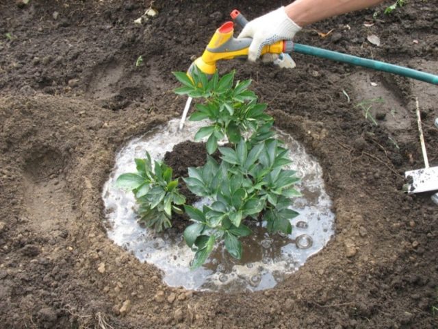 How to feed peonies in the fall, before winter