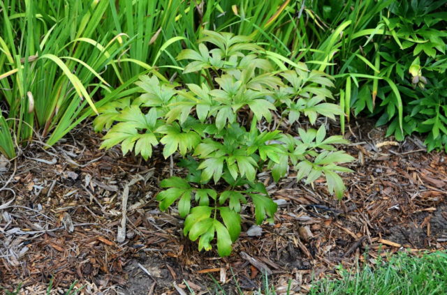 How to feed peonies in the fall, before winter